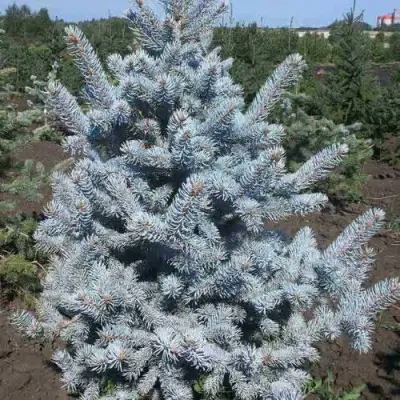 Ель МИСТИ БЛЮ голубая в Речице