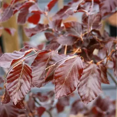 Бук лесной АТРОПУНИЦЕА в Речице