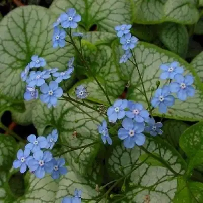 Бруннера ДЖЭК ФРОСТ в Речице