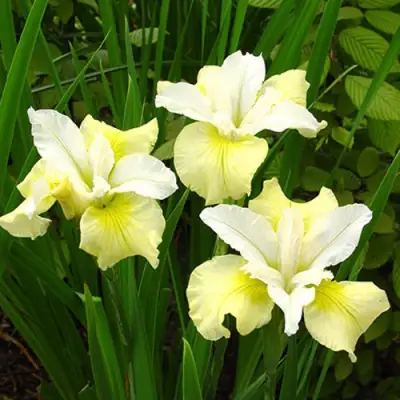 Ирис ЙЕЛЛОУ ТЕЙЛ сибирский в Речице