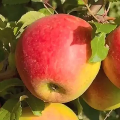 Яблоня САКАВИТА в Речице