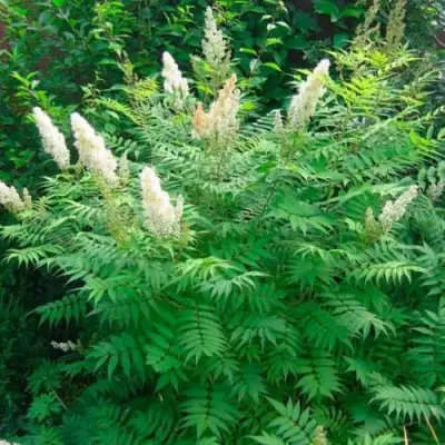 Рябинник рябинолистный СЭМ в Речице