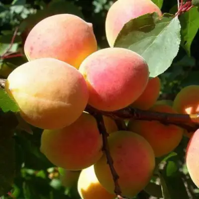 Абрикос СЮРПРИЗ в Речице