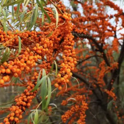 Облепиха СЕРАФИМА в Речице