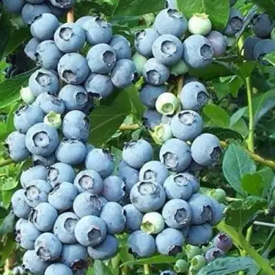 Голубика НОРТЛАНД в Речице