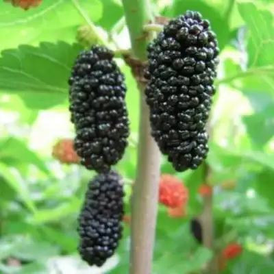 Шелковица ГАЛИЦИЯ в Речице