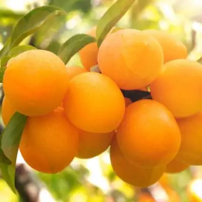 Слива МАРА в Речице