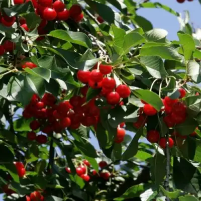 Вишня БРУСНИЦЫНА степная в Речице