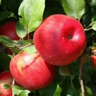 Яблоня ВАЛЕРИЯ в Речице