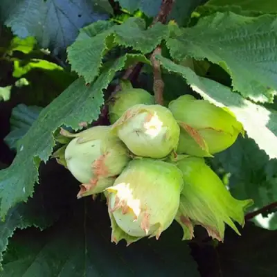 Фундук ТАМБОВСКИЙ РАННИЙ в Речице