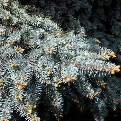 Ель НАНА сизая в Речице