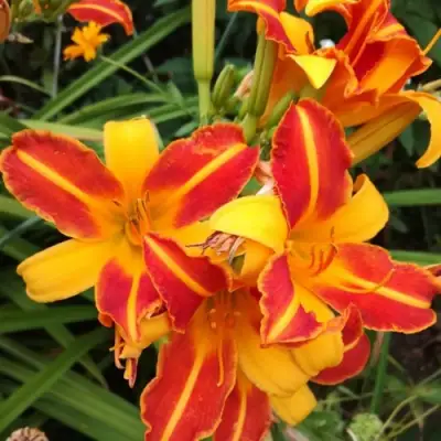 Лилейник ФРАНС ХАЛС в Речице