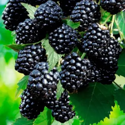 Ежевика ЛОХТЕЙ бесшипная в Речице