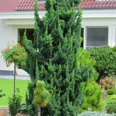 Кипарисовик ВИСЕЛЛИ лавсона в Речице