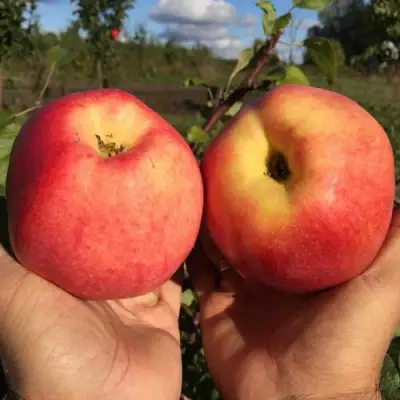 Яблоня КОВРОВОЕ стелющаяся в Речице