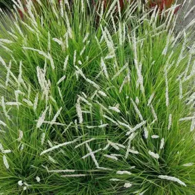 Сейслерия ОСЕННЯЯ в Речице