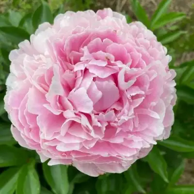 Пион КАТРИН ФОНТЕЙН травянистый в Речице