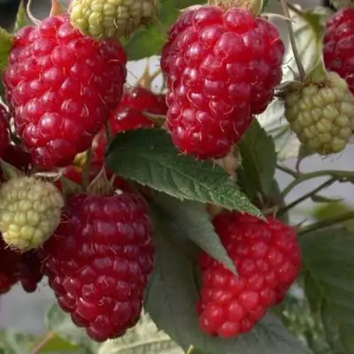 Малина ЭЛЕГАНТНАЯ в Речице