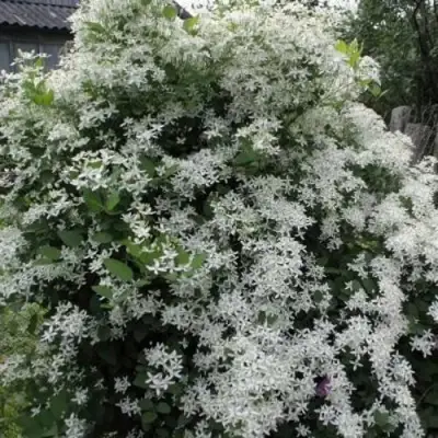 Клематис МАНЬЧЖУРСКИЙ в Речице