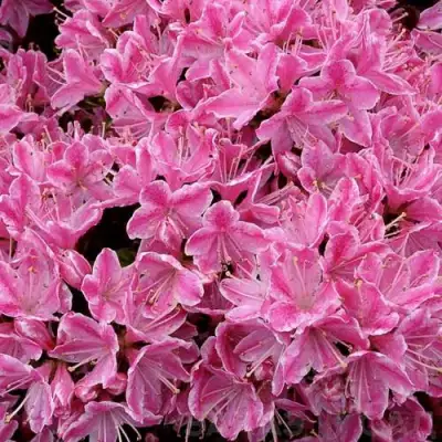 Азалия КЕРМЕСИНА РОУЗ японская в Речице