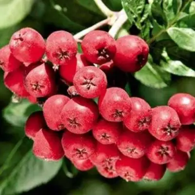 Рябина МОРАВСКАЯ сладкоплодная в Речице