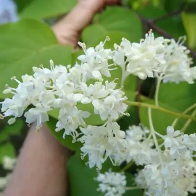 Сирень АМУРСКАЯ в Речице