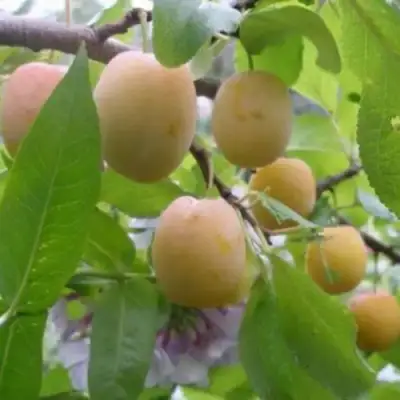 Слива УТРО в Речице