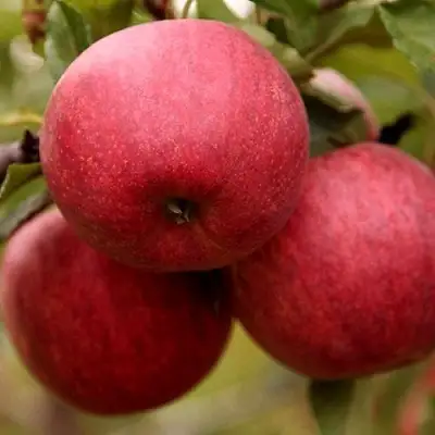 Яблоня ГАЛА ШНИГА в Речице