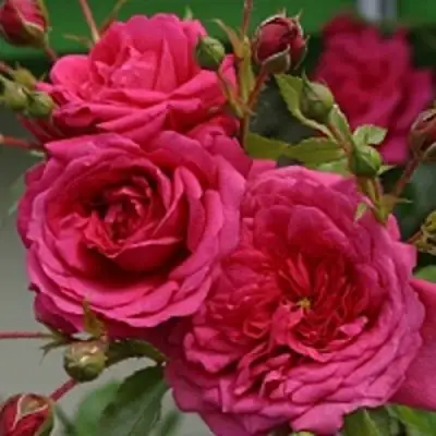 саженцы розы Лагуна