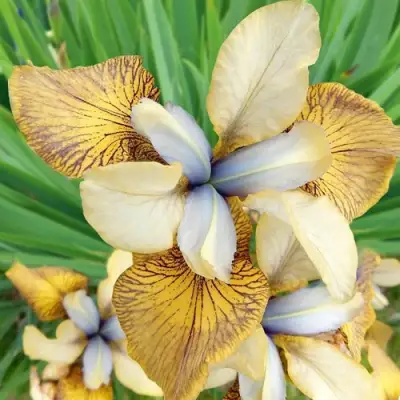 Ирис ФЛАЙИНГ ФИДДЛЗ сибирский в Речице