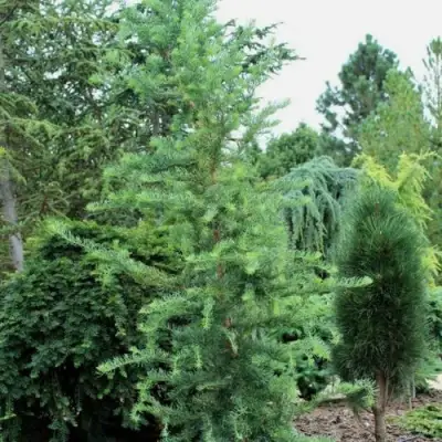 Лиственница КЕМПФЕРА в Речице