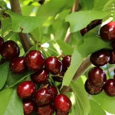 Черешня ИПУТЬ в Речице