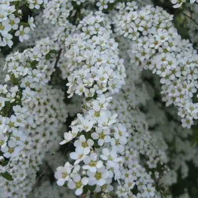 Спирея АРГУТА в Речице