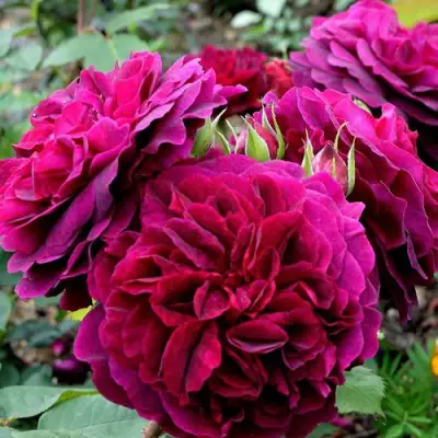 Роза МАНСТЕД ВУД английская в Речице