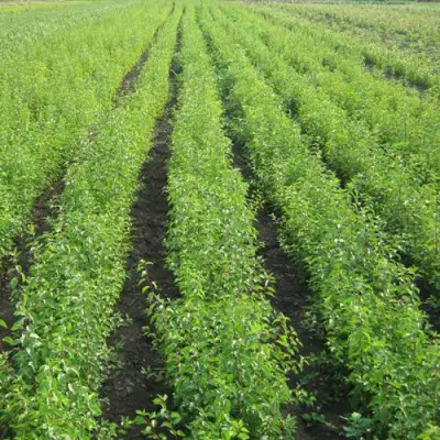 Подвой сливы ДИКАЯ АЛЫЧА в Речице