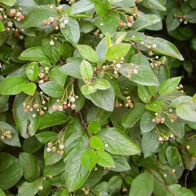 Кизильник блестящий в Речице