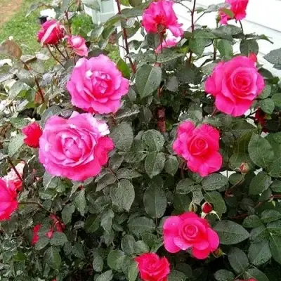 Роза МАЛИНОВЫЙ ЗВОН чайно-гибридная в Речице