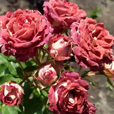 Роза ТИРАМИСУ спрей в Речице