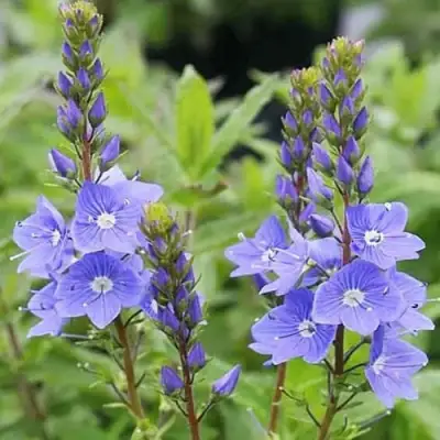 Вероника РОЯЛ БЛЮ большая в Речице