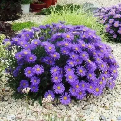 Астра ЛЕДИ ИН БЛЮ в Речице