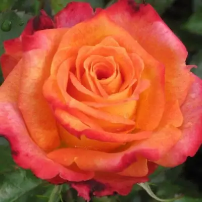 Роза ВАУ чайно-гибридная в Речице