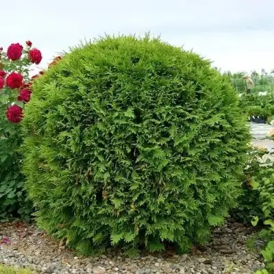 Туя ВУДВАРДИ западная в Речице