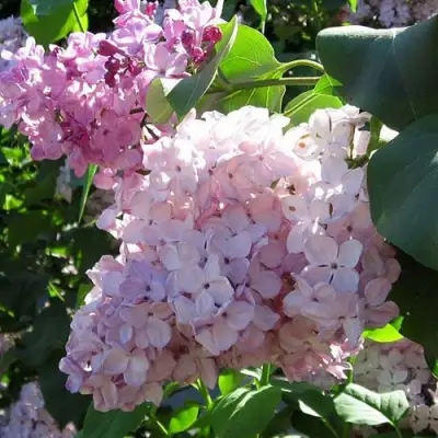 Сирень ГОРТЕНЗИЯ в Речице