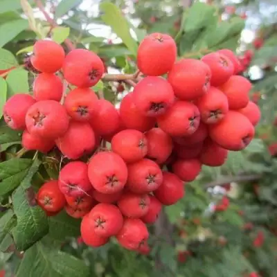 Рябина НЕВЕЖИНСКАЯ сладкоплодная в Речице