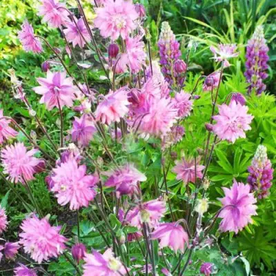 Аквилегия БАРЛОУ ПИНК гибрид МакКаны в Речице