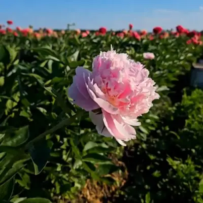 Пион ИМПЕРАТОРСКАЯ НАЛОЖНИЦА древовидный в Речице