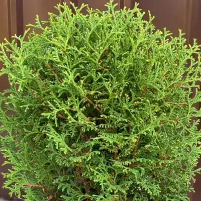 Туя ХОЗЕРИ западная в Речице