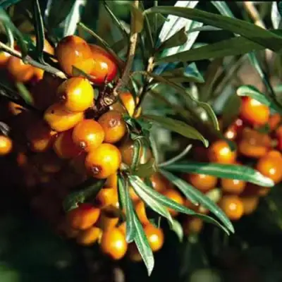 Облепиха ДАР КАЗАКОВУ в Речице