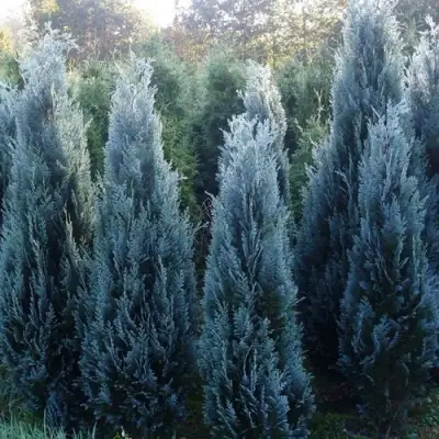 Кипарисовик ДАРТС БЛЮ РИББОН лавсона в Речице