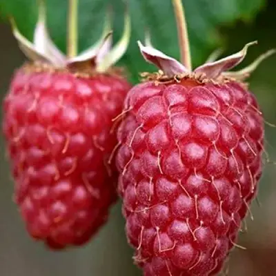 Малина РУБИНОВОЕ ОЖЕРЕЛЬЕ в Речице